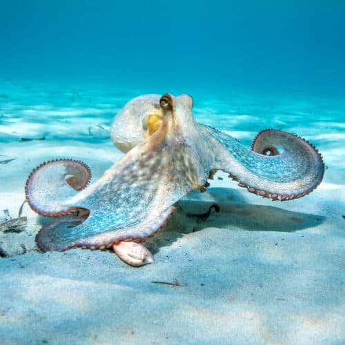 Oldest octopus fossil found to not be an octopus
