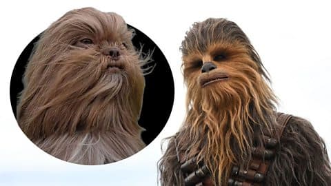 From Chewbacca the dog to Ed Sheeran the cat: Why...