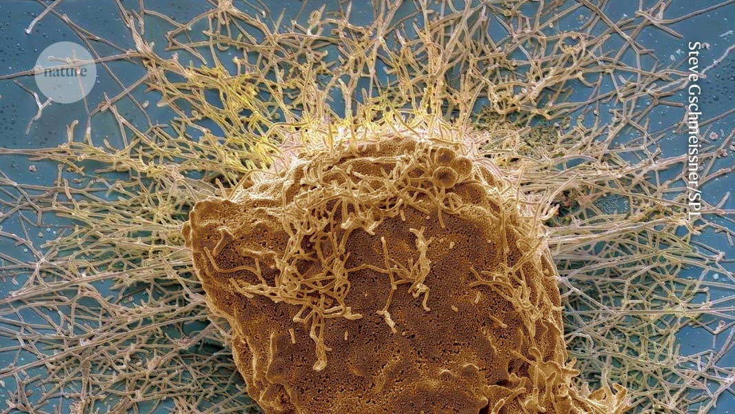 Your nose contains multitudes — of long-lived...