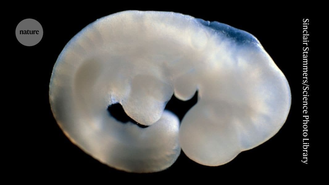 Female mice grow testes after this single DNA...