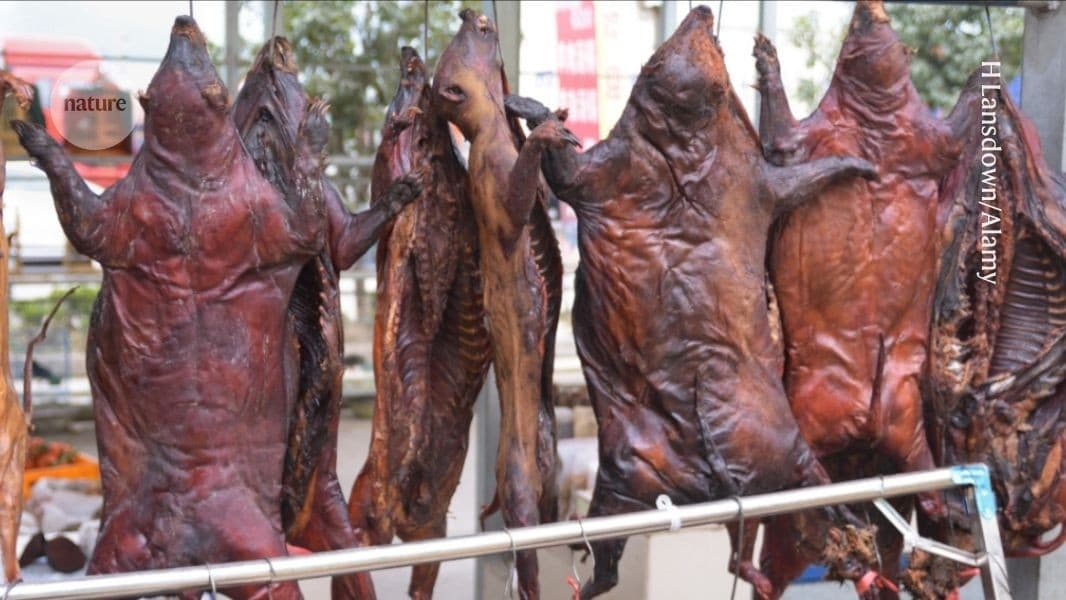 Almost half of traded wildlife carry...