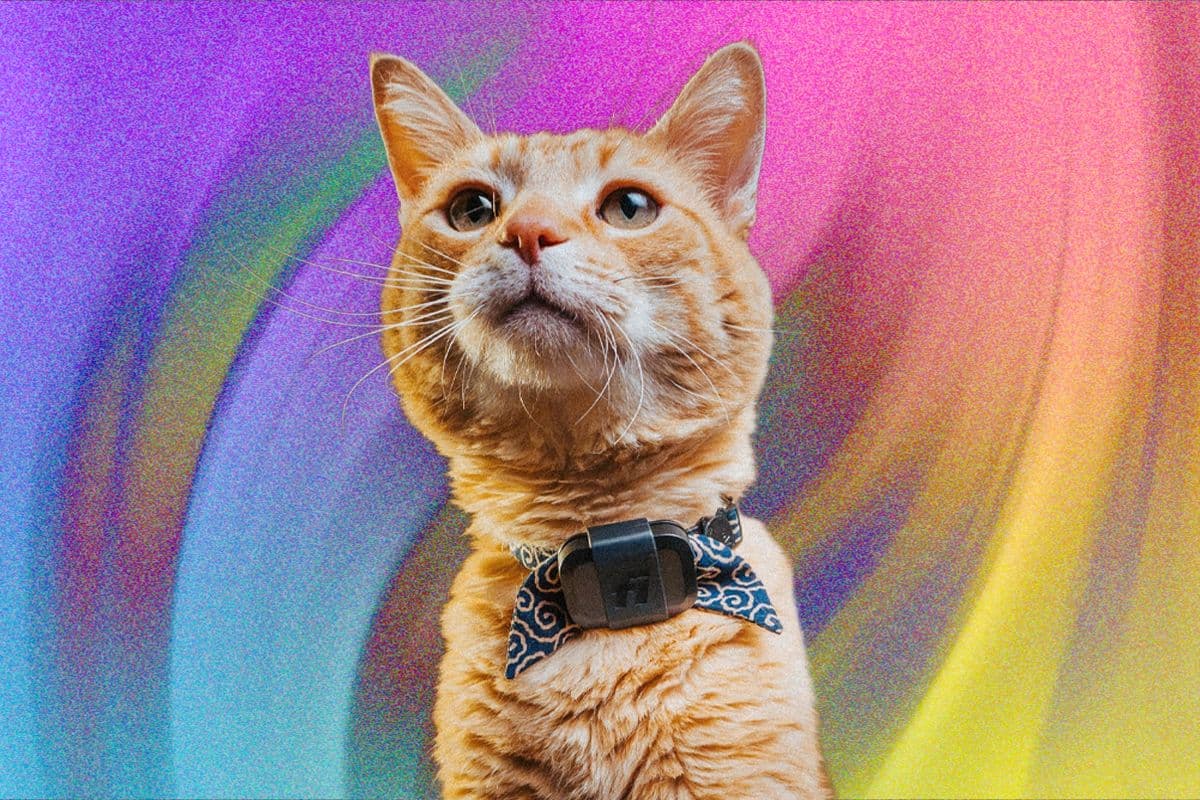 Fi Mini for Cats Review: Track Your Pets and...