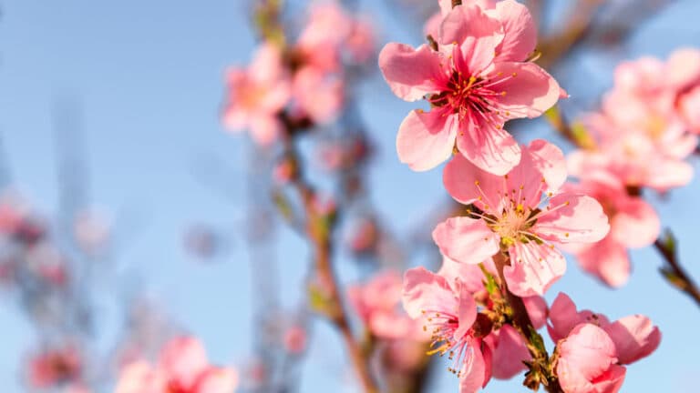 One great poem to read today: Li-Young Lee’s...