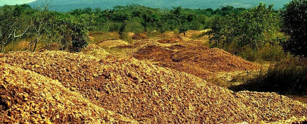 12k Tons of Dumped Orange Peel Grew into a Landsca