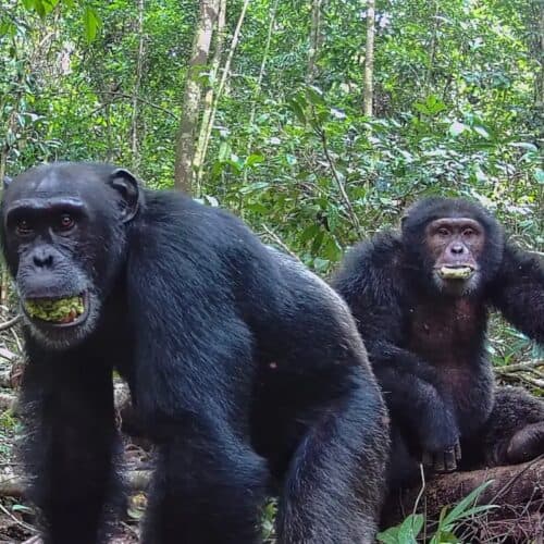 Ugandan chimps split into two factions, then...