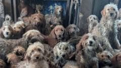 Hundreds of dogs found crammed in living room...