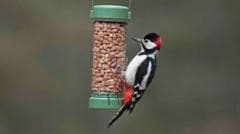 Want to help garden birds? Don't feed them in...