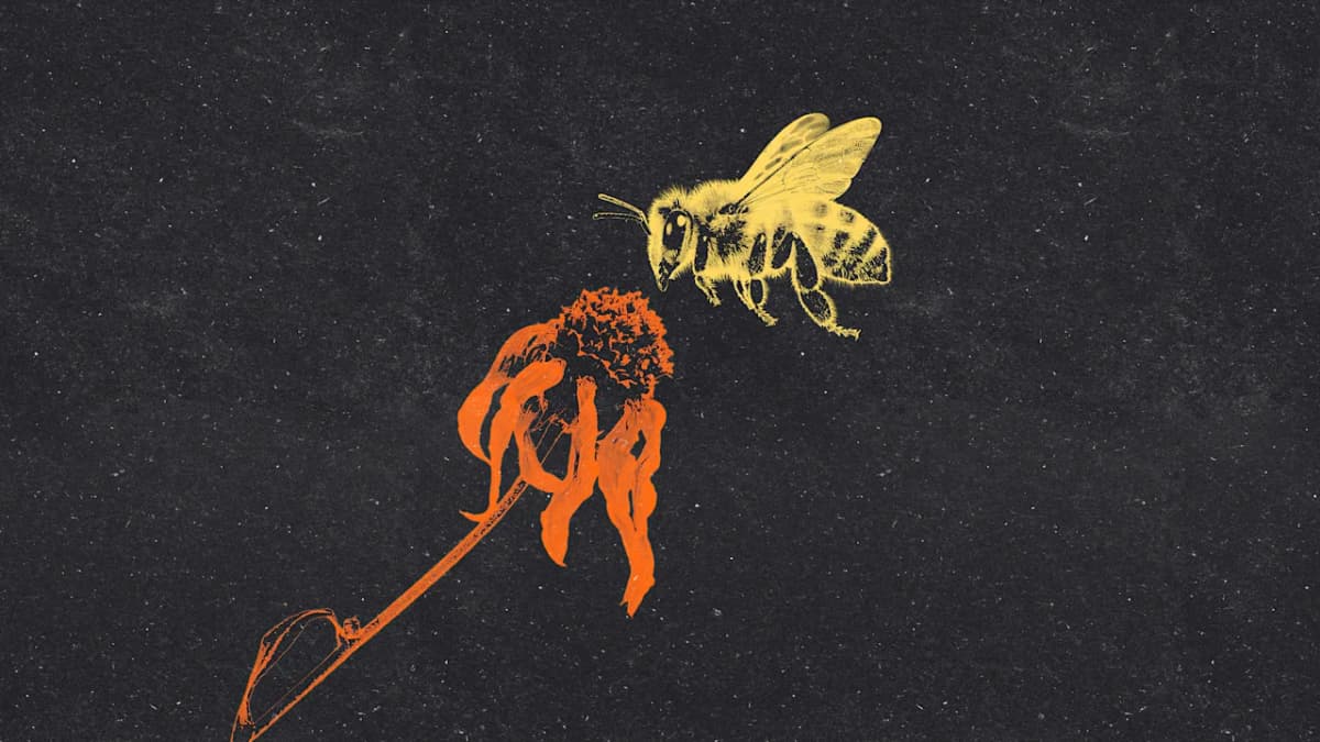 Are the bees still dying? The scary truth behind...
