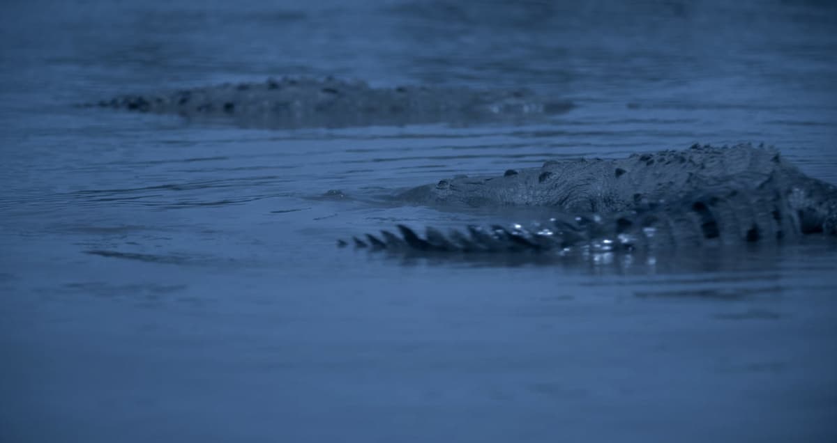 Alexandra Latishev’s Feminist Fantasy Fable...